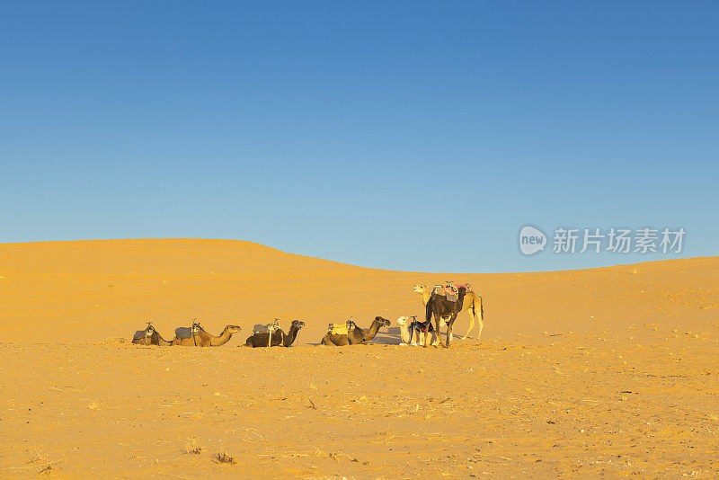 骆驼在沙漠中休息，Merzouga, Erg Chebbi，撒哈拉，摩洛哥